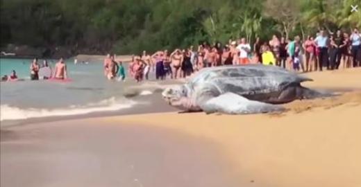 Na plaži se je znašla gigantska želva. Ob svojem povratku v morje, je šokirala vsakega turista!