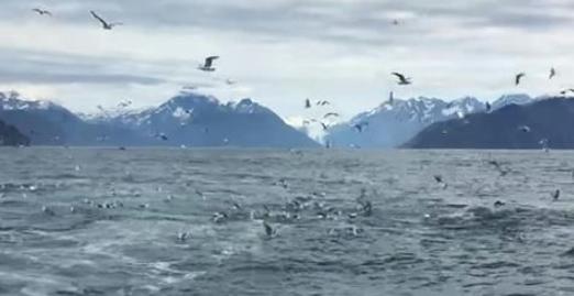 Snemal je galebe, nato pa nepričakovano ujel trenutek, ki ga nekateri ne bomo videli nikoli v življenju!