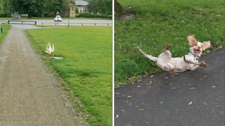 Noben veterinar ne ve, kaj se dogaja s tem psom. Lastnica je pokazala, zakaj ga primerjajo s kozo!