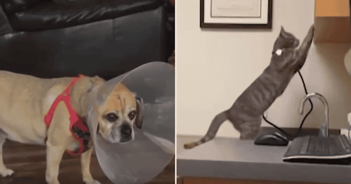Smešne živali, ki niso ravno navdušene, ker morajo k veterinarju!