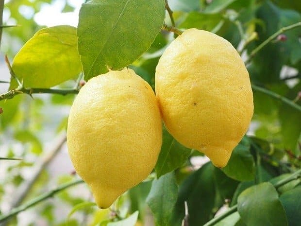 Moč zamrznjene limone: Sploh se ne zavedate, kaj vse zdravi!