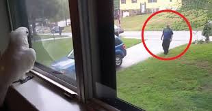 Papagaj čaka, da se lastnik vrne domov. Ne smete zamuditi njegove reakcije, ko ga je končno zagledal!