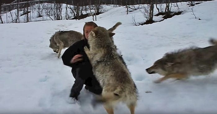 Volkovi so stekli proti ženski, kaj takega ni pričakoval nihče!