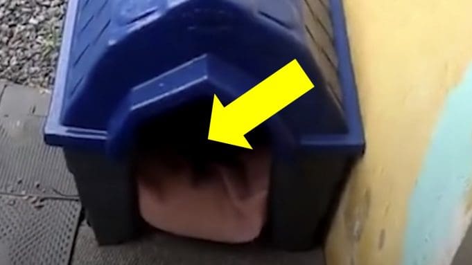 Psički z ulice je naredil hiško, da ne bi zmrznila – takšnega prizora v notranjosti ni pričakoval!