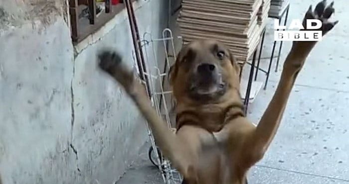 Tem kužkom ob vrnitvi lastnikov izskoči srce, ne vemo, s čim so si to zaslužili!
