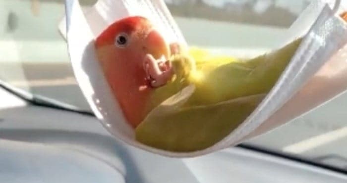 Moški je pokazal, kako v avtu prevaža svojo papigo, video je v hipu postal viralen!