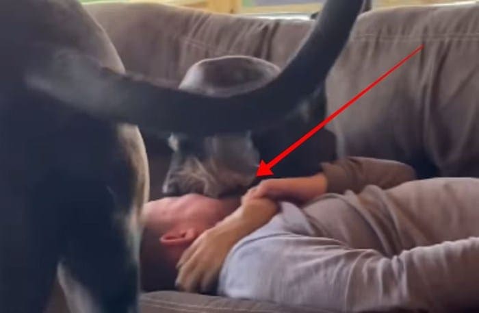Cel splet se smeji, temum kaj je pes storil fantu, ko boste videli video, boste bruhnili v smeh!