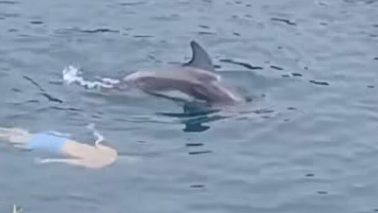 Morska pravljica pri Zadru: Delfin, ki je dve uri plaval z obiskovalci!