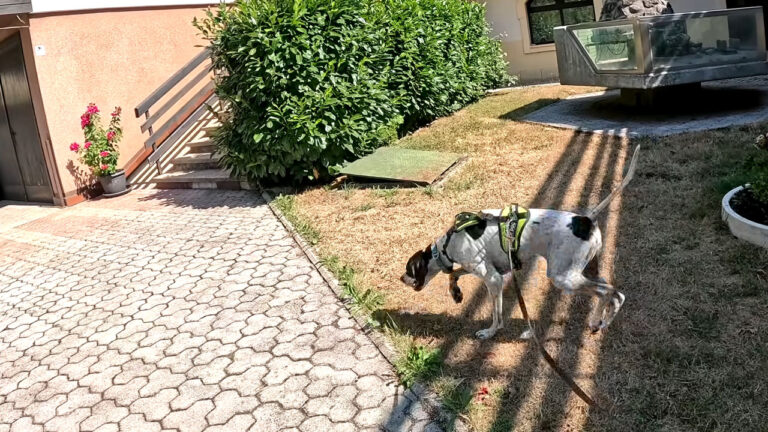 Pes Chilli potreboval le dve minuti, da je turistom vrnil njihovega izgubljenega mucka!